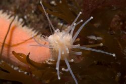 Seven armed star fish arm. Cornwall.
D200, 60mm. by Derek Haslam 